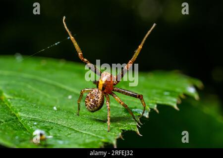 L'araignée Xysticus est sur une feuille verte. Environnement naturel, journée ensoleillée d'été. Banque D'Images