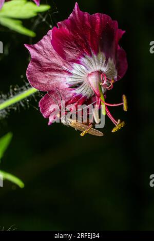 Empis tesselata Dance Fly sur une plante. Banque D'Images