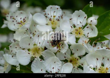 Coléoptère à pois blancs : un insecte bénéfique pour la pollinisation et le recyclage organique. Oxythyrea funesta. Banque D'Images