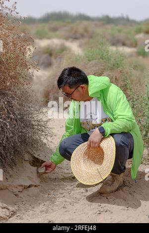 (230803) -- URUMQI, 3 août 2023 (Xinhua) -- Cette photo prise le 12 juin 2023 montre Merdan Keyum vérifiant l'état du sable des plantes dans les champs expérimentaux naturels de la station Qira sous l'Institut d'écologie et de géographie du Xinjiang de l'Académie chinoise des sciences (cas) dans la région autonome ouïgoure du Xinjiang, au nord-ouest de la Chine. Merdan Keyum est né en 1987 dans ce qui est aujourd'hui le district de Gaochang de la ville de Turpan. Située à seulement des dizaines de kilomètres du désert de Kumtag, la ville est fréquemment en proie à des tempêtes de sable qui provoquent souvent des coupures de courant et stoppent les travaux agricoles au printemps. Banque D'Images
