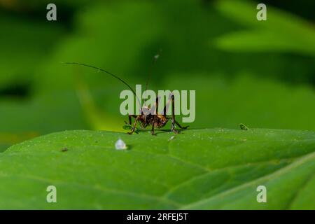 Gros plan naturel sur un bush-cricket noir sub-adulte, Pholidoptera griséoaptera assis sur une feuille verte. Banque D'Images