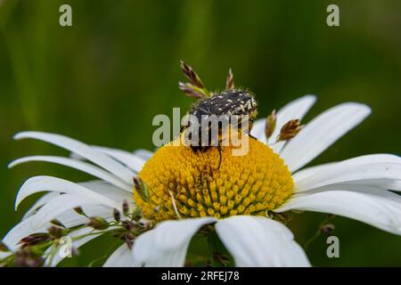 Coléoptère à pois blancs : un insecte bénéfique pour la pollinisation et le recyclage organique. Oxythyrea funesta. Banque D'Images