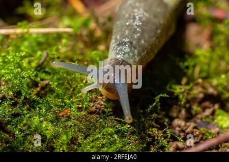 Limax maximus - limace léopard rampant sur le sol parmi les feuilles et laisse une piste. Banque D'Images