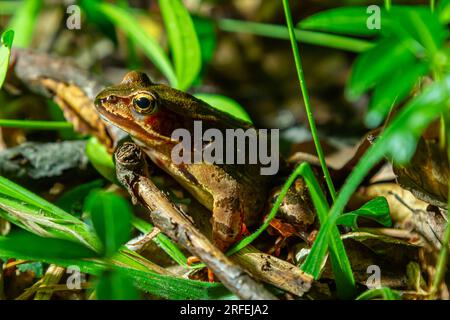 La grenouille de bois, Lithobates sylvaticus ou Rana sylvatica. Les grenouilles à bois adultes sont habituellement de couleur brune, brune ou rouille et ont habituellement un masque oculaire foncé. Banque D'Images