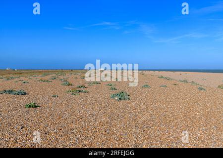 Sea Kale (Crambe maritima) sur la plage de Dungeness sur la côte sud-est du Royaume-Uni. Des kilomètres de plage de galets désolée, des chalets isolés et une centrale électrique! Banque D'Images