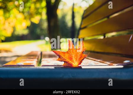 Feuilles d'automne colorées tombant sur un banc en bois. Vue à travers le feuillage d'automne dans la forêt du parc. Feuilles d'arbre doré. Magnifique arbre avec des feuilles jaunes dans la forêt d'automne. Chemin parsemé de feuilles d'automne. Nature automne paysage arrière-plan Banque D'Images