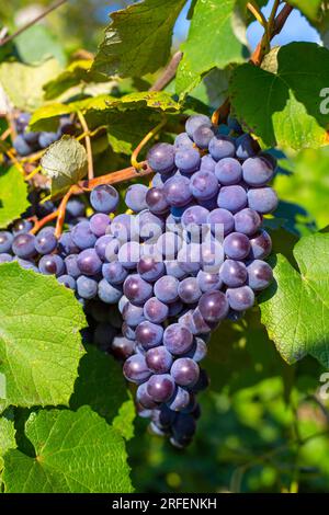 Des grappes de raisins noirs pendent de la vigne par une journée ensoleillée. Récoltez les raisins dans le jardin. Banque D'Images