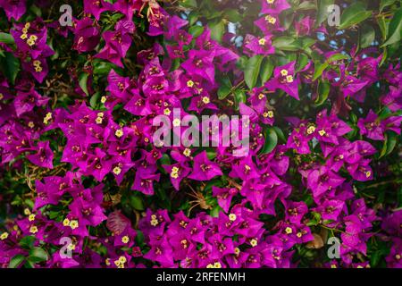 De belles grappes de fleurs de Bougainvillea en gros plan Banque D'Images