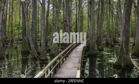 Pearl River Cypress Swamp, sur la Natchez Trace Parkway, Canton, Mississippi. Banque D'Images