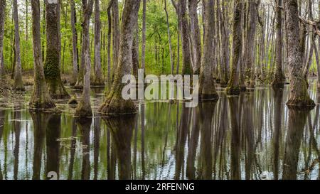 Pearl River Cypress Swamp, sur la Natchez Trace Parkway, Canton, Mississippi. Banque D'Images