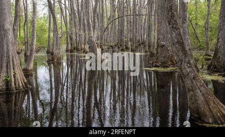 Pearl River Cypress Swamp, sur la Natchez Trace Parkway, Canton, Mississippi. Banque D'Images