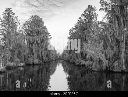 Arbres recouverts de mousse espagnole sur le canal Suwannee, dans la réserve naturelle nationale d'Okefenokee, Géorgie. Banque D'Images