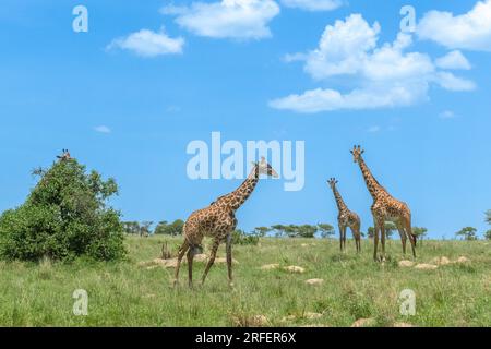 Girafes ont ce que?s appelé un ?fission-fusion? structure sociale. . Serengeti, Tanzanie : DE MAGNIFIQUES images montrent trois girafes debout dans un har parfait Banque D'Images