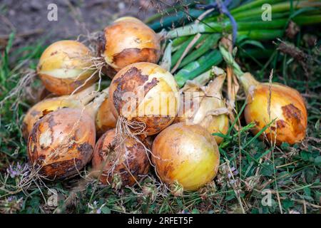 Un bouquet d'oignons fraîchement cueillis. Récolte. Gros plan Banque D'Images