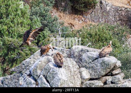 Espagne, Estrémadure, Villareal de San Carlos, Parc naturel de Monfrague, vautours de griffons (Gyps fulvus) Banque D'Images