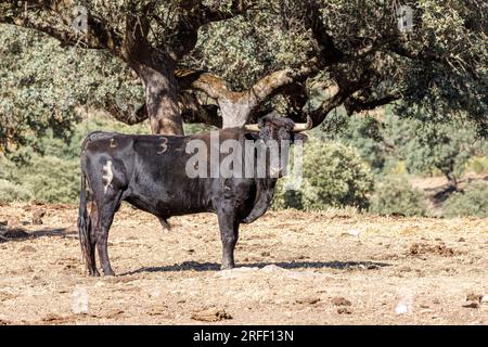 Espagne, Estrémadure, Villareal de San Carlos, Parc naturel de Monfrague, taureau Banque D'Images