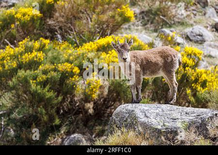 Espagne, Castille et Léon, Hoyos del Espino, la Sierra de Gredos, Laguna Grande trek, espagnol ou ibérique Ibex (Capra pyrenaica) Banque D'Images