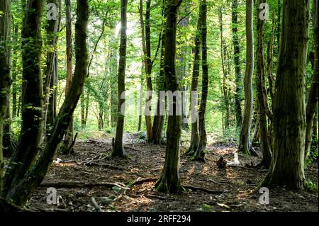 France, département du Val d'Oise, région de Plaine Vallée, région de Saint-Prix, Forêt de Montmorency Banque D'Images