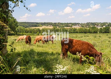 France, département du Val d'Oise, région de Plaine Vallée Banque D'Images