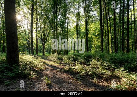 France, département du Val d'Oise, région de Plaine Vallée, région de Saint-Prix, Forêt de Montmorency Banque D'Images