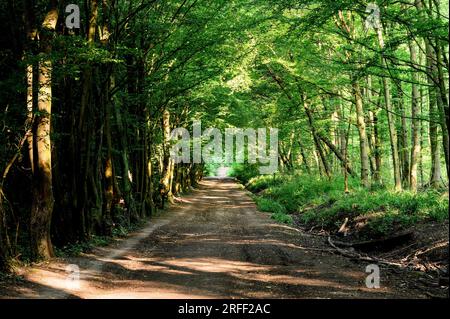 France, département du Val d'Oise, région de Plaine Vallée, région de Saint-Prix, Forêt de Montmorency Banque D'Images