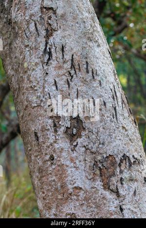 Népal, région du Terai, Parc national de Bardia ou Bardiya, Forêt, Sal (Shorea robusta), tigre (Panthera tigris) marques de griffe sur le tronc, marquage du territoire Banque D'Images