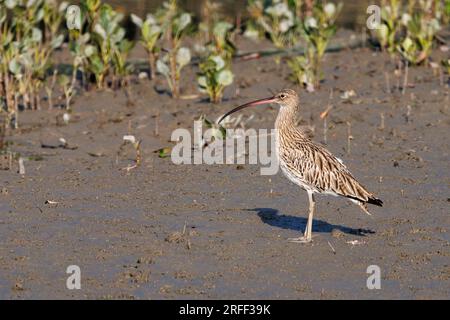 Inde, baie du Bengale, delta du Gange, Sunderbans, Whimbrel (Numenius arquata), au bord de l'eau dans les mangroves Banque D'Images