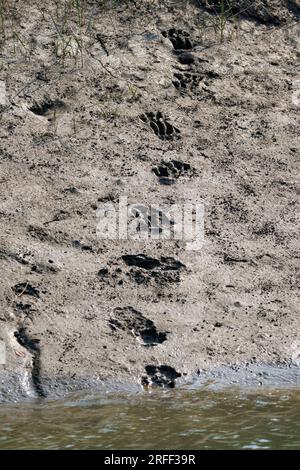 Inde, Baie du Bengale, Delta du Gange, Sunderbans, traces de Tigre du Bengale (Panthera tigris tigris) dans la boue à marée basse Banque D'Images