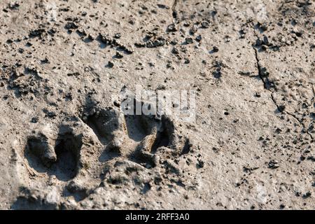 Inde, Baie du Bengale, Delta du Gange, Sunderbans, traces de Tigre du Bengale (Panthera tigris tigris) dans la boue à marée basse Banque D'Images