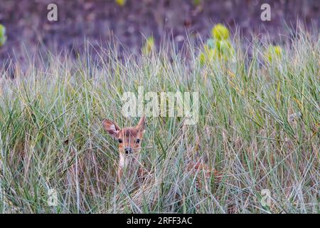 Asie, Inde, Baie du Bengale, Sunderbans, mangrove, Cerf tacheté (axe de l'axe) ou cerf chital, bébé caché dans l'herbe Banque D'Images