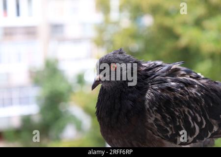 Portrait de gros plan de Pigeon extrême, atmosphère de pluie d'été, tête de pigeons, oiseau mouillé, animaux drôles Banque D'Images