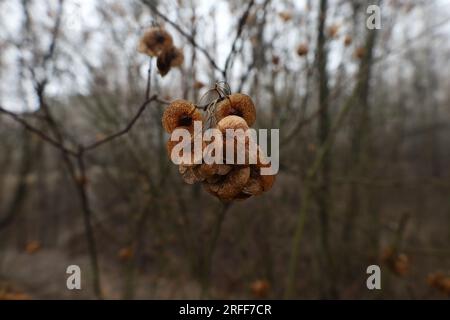 Ptelea trifoliata plante dans la forêt, feuilles de cendres gaufrettes, forêt d'automne Banque D'Images