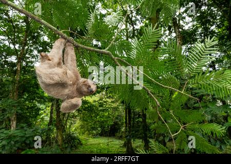 Paresseux à gorge brune (Bradypus variegatus) sur arbre, Costa Rica - photo stock Banque D'Images