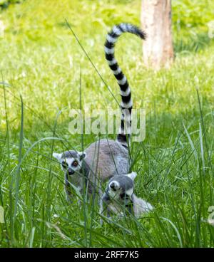 La paire de lémuriens à queue annulaire (Lemur catta) dans le pré avec de l'herbe haute Banque D'Images
