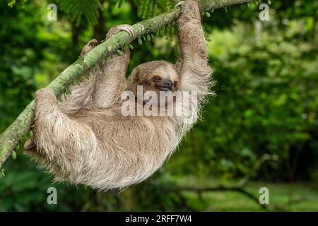 Paresseux à gorge brune (Bradypus variegatus) sur arbre, Costa Rica - photo stock Banque D'Images