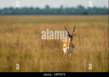 Gros blackbuck mâle sauvage à cornes ou cervicapra antilope ou antilope indienne, la tête sur la marche dans la soirée d'hiver lumière dorée et paysage de prairies Banque D'Images