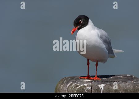 Mouette méditerranéenne (Larus melanocephalus) sur Southend Pier, Southend-on-Sea, Essex, Royaume-Uni. Banque D'Images