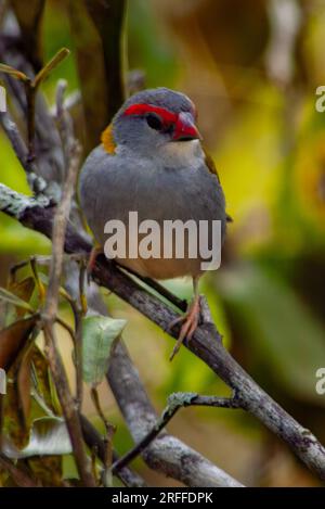 Finlandais roux rouge, Neochmia temporalis, Malanda, Australie. Banque D'Images