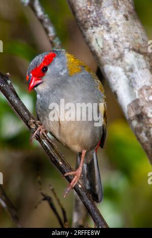 Finlandais roux rouge, Neochmia temporalis, Malanda, Australie. Banque D'Images