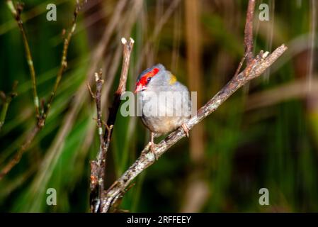 Finlandais roux rouge, Neochmia temporalis, Malanda, Australie. Banque D'Images