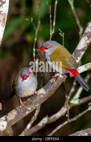 Finlandais roux rouge, Neochmia temporalis, Malanda, Australie. Banque D'Images