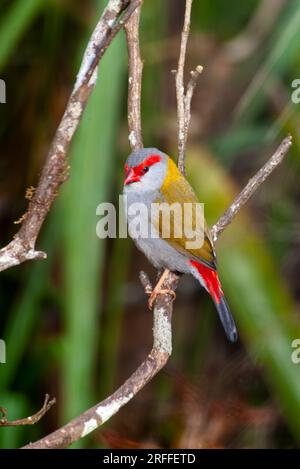 Finlandais roux rouge, Neochmia temporalis, Malanda, Australie. Banque D'Images