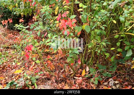 Feuilles rouges du Virginia Creeper serties contre le feuillage d'automne, vertes, jaunes, brunes. Coloré. Banque D'Images