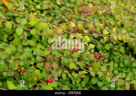 Branches longues et fines d'épine-vinette avec des baies rouges et des feuilles vertes. Mise au point sélective, flou d'arrière-plan. Automnal. Banque D'Images