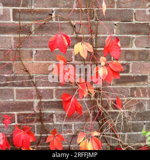 Feuilles rouges audacieuses du Virginia Creeper grimpant un mur de briques rouge-brun. Banque D'Images