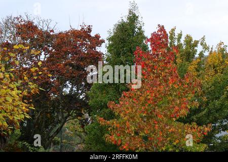 Rouge, brun, vert, jaune : arbres d'automne, y compris l'érable, la cime des arbres et la Skyline. Banque D'Images