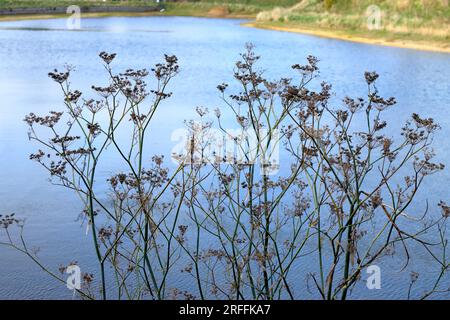 L'herbe à porc pousse sur la rive d'un lac. Photographié en automne et placé sur un fond d'eau bleue calme avec des berges herbeuses. Banque D'Images