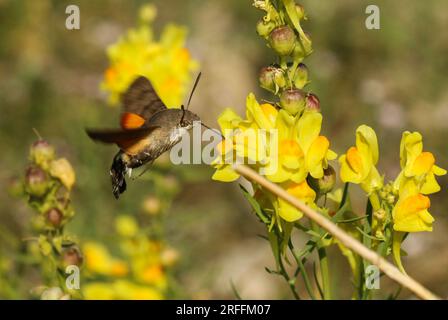 Moro-sphinx butinant des fleurs sur l'île de Krk en Croatie, Hummingbird Hawk-Moth (Macroglossum stellatarum) Banque D'Images