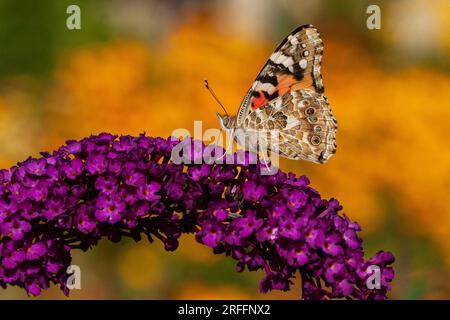 Vanesse des chardons butinant des fleurs de Buddleia, Dame peinte Banque D'Images