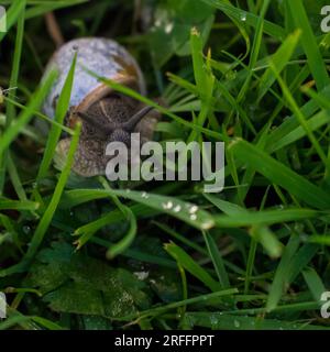 Un escargot de jardin commun fait son chemin lent à travers l'herbe humide du matin. Banque D'Images